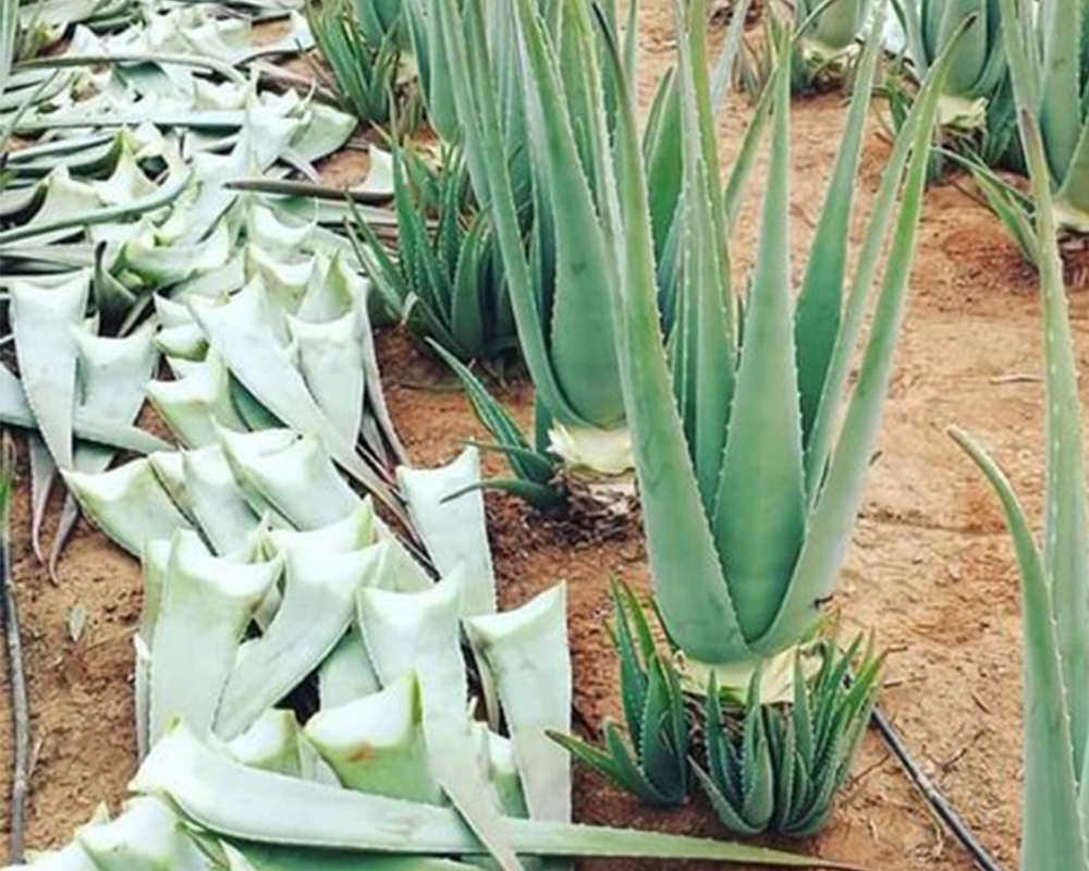 aloevera