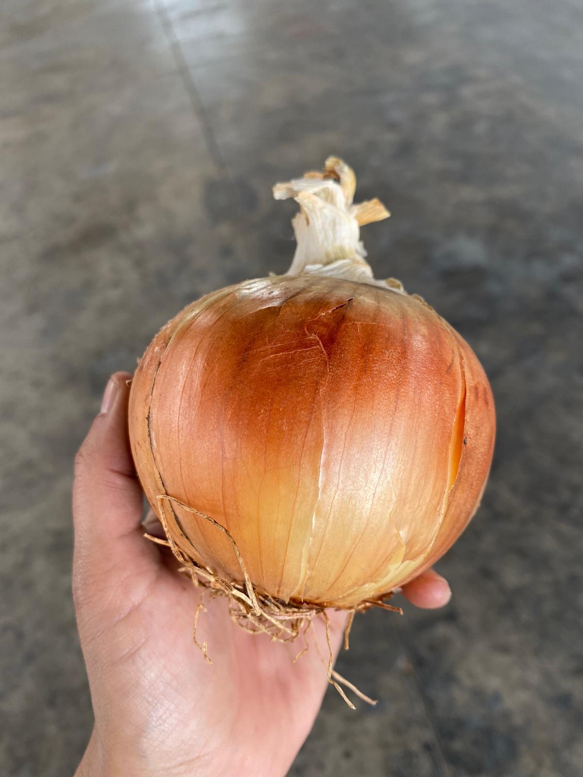 Onion