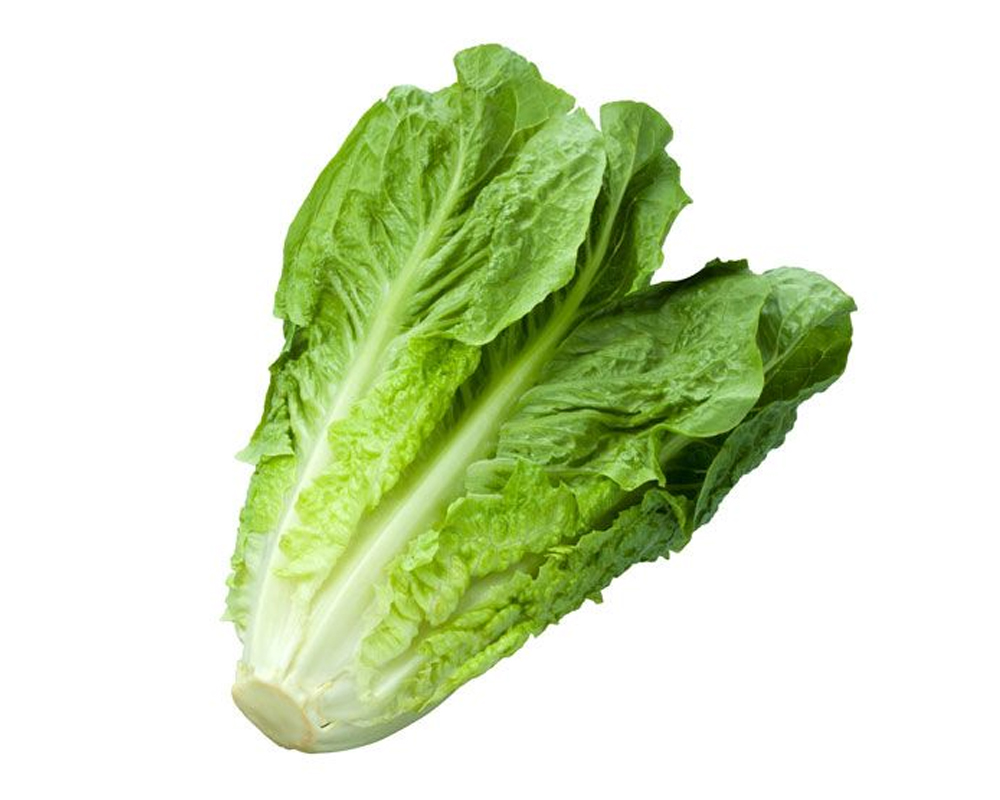 Lechuga