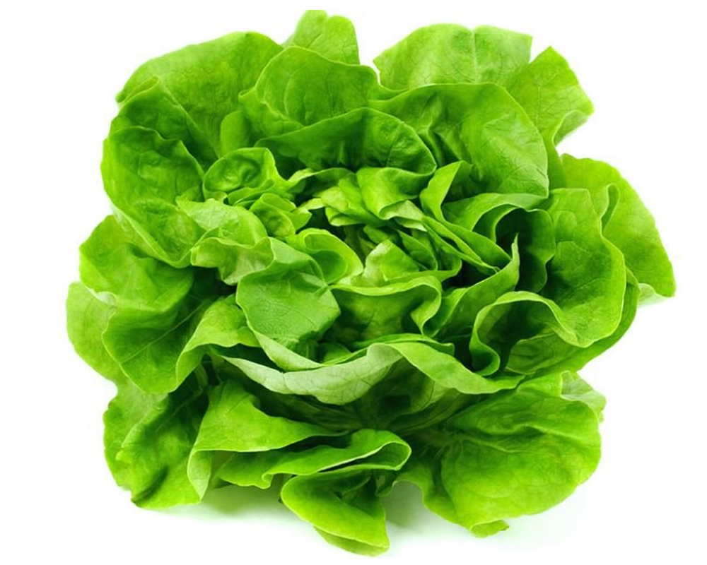 Lechuga