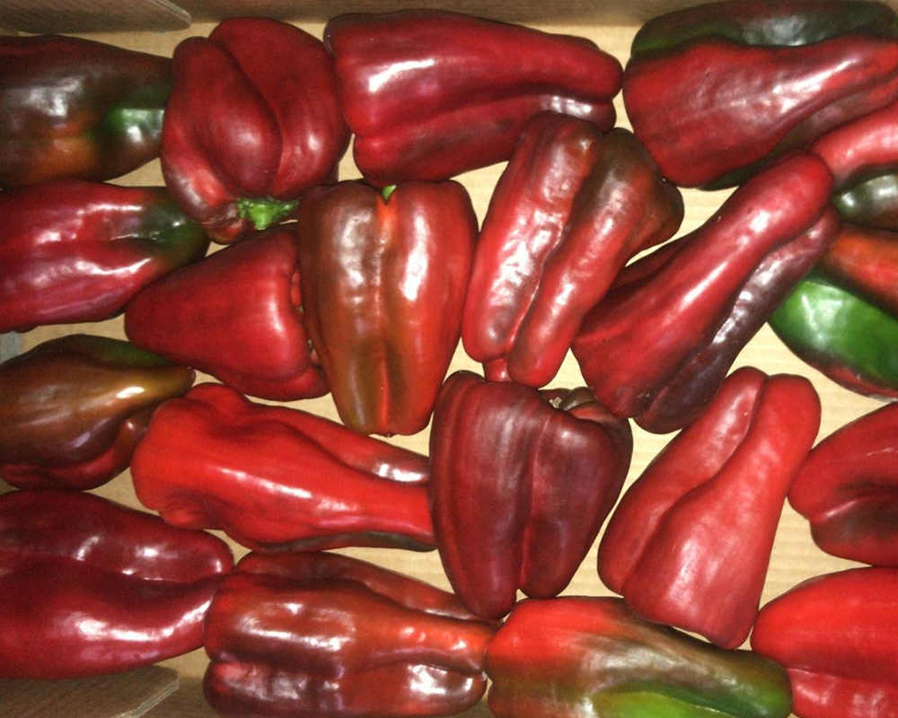 Pimiento