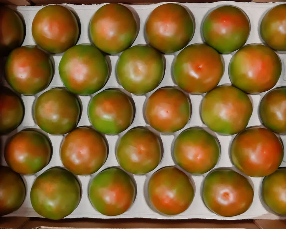 Tomates