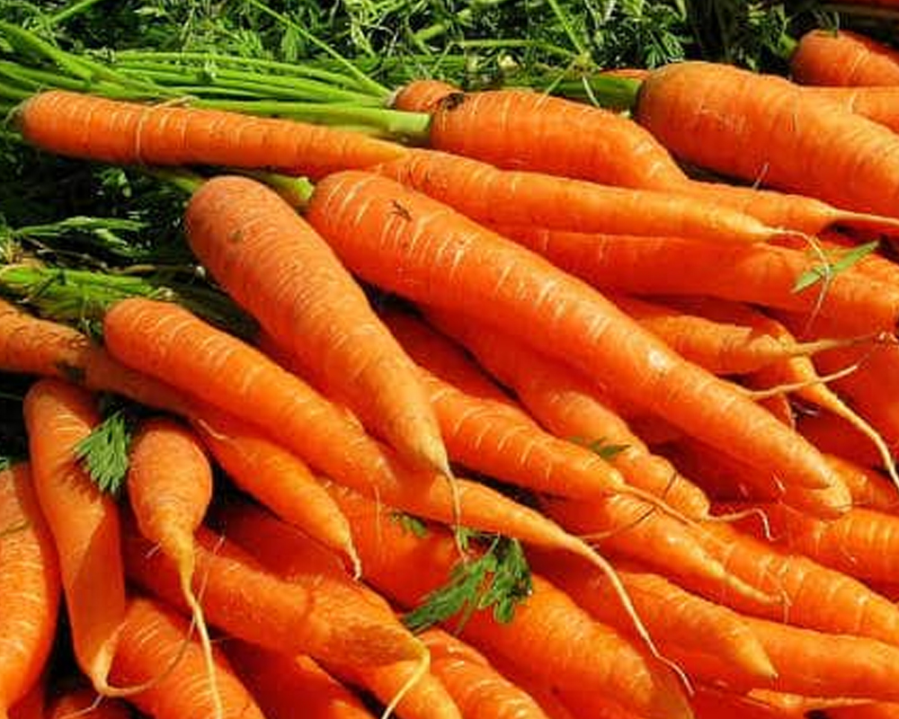 Включи морковочка. Морковь. Морковь Pro. Морковь картинка. Морковь на а4.